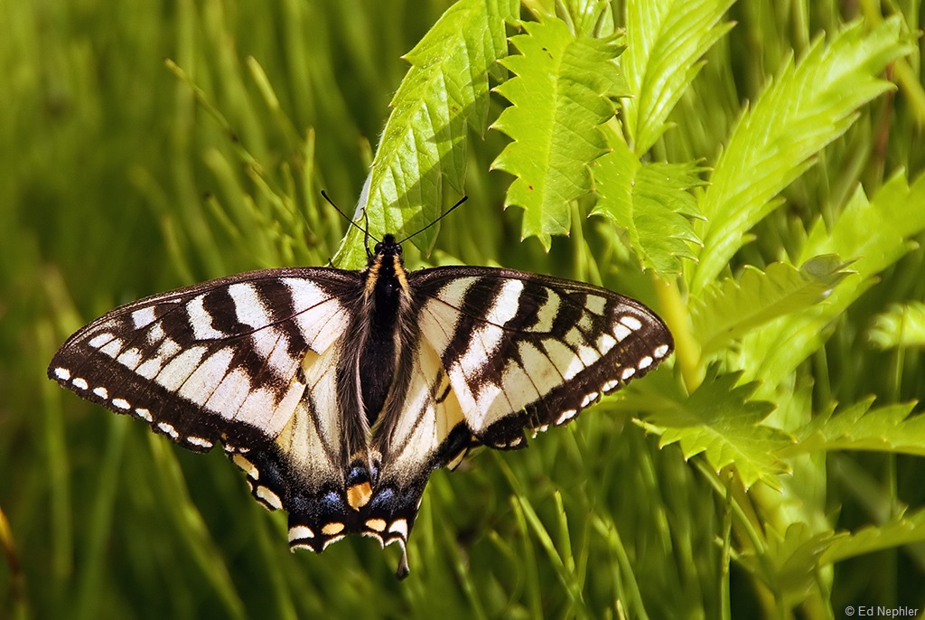 Canadian Tiger Swallowtail 070810.01.1024