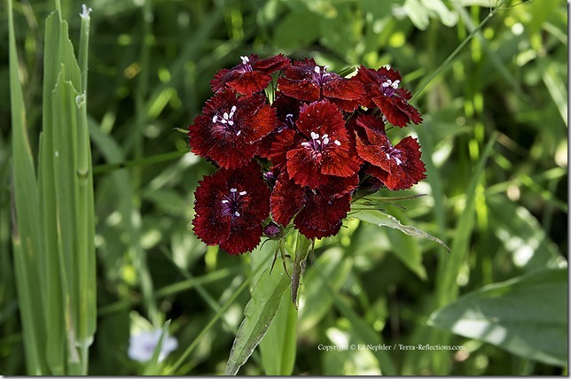 Sweet William - Dianthus barbatus 071313.02.1024