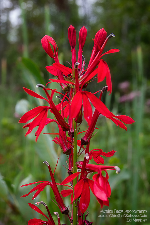 Cardinal Flower - Lobelia cardinalis 081614.01.1024